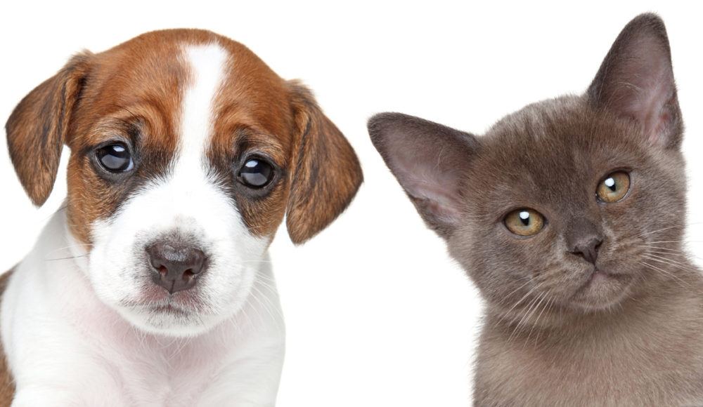 Проведение первичной вакцинации щенкам и котятам
