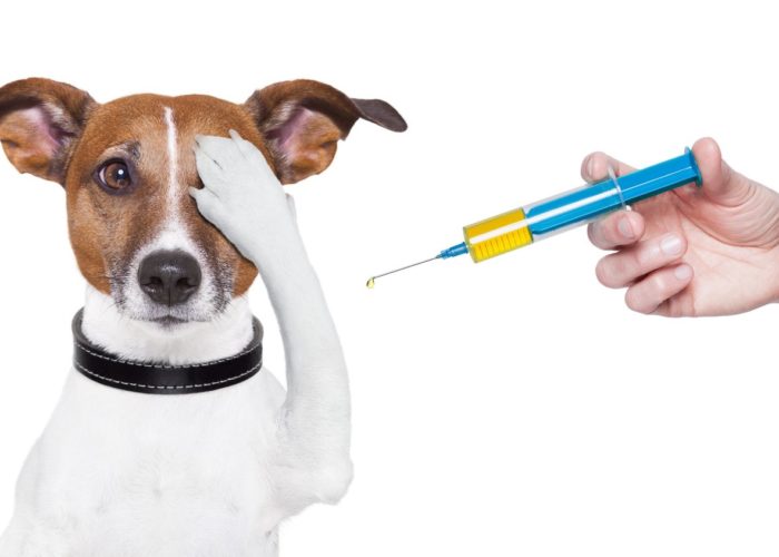Проведение первичной вакцинации щенкам и котятам